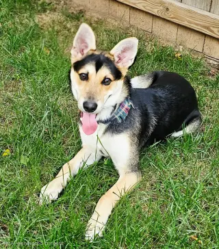 PUPPY BAMBINO