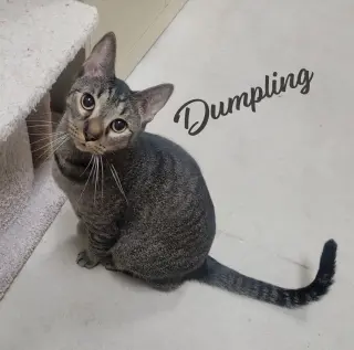 Dumpling #brother-of-Dim-Sum