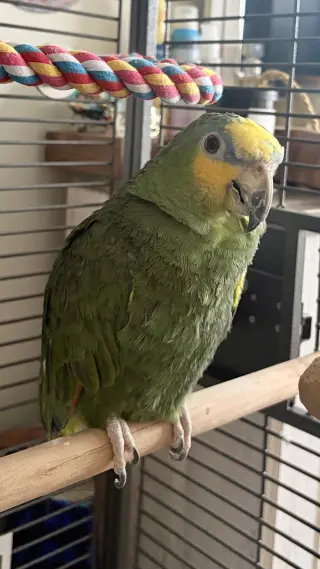 Bumber