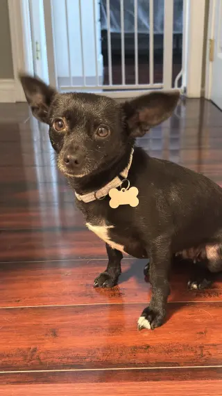 Chili
