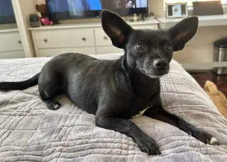 Chili
