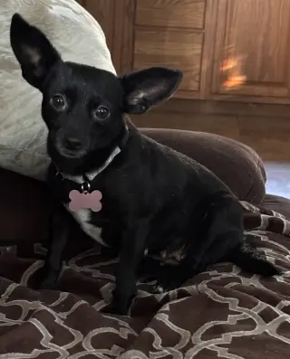 Chili
