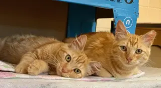 Purrseus