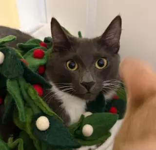 Milo