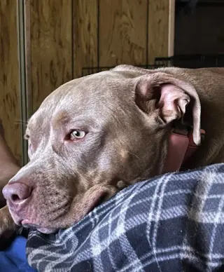 Bella (Courtesy Post)
