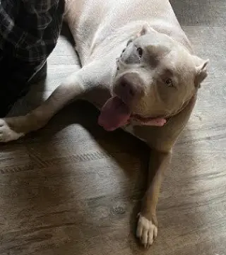 Bella (Courtesy Post)