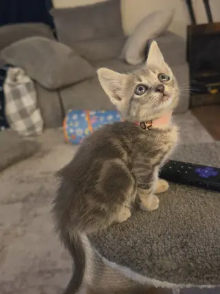 Pearl