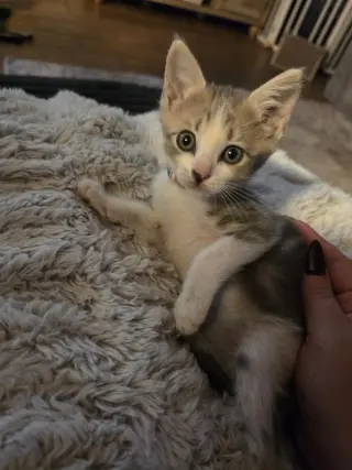 Finn