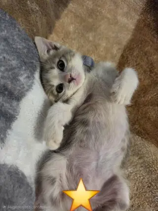 Finn