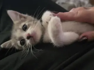 Finn