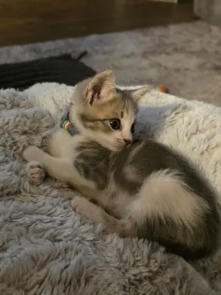 Finn