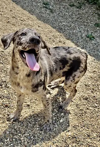 Merle