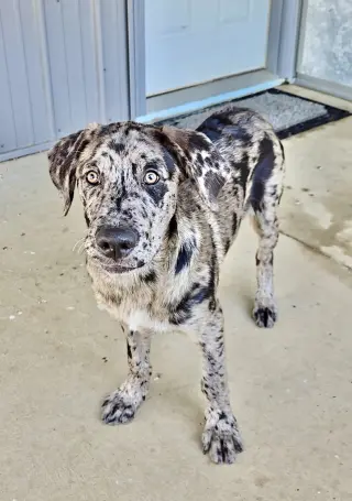 Merle