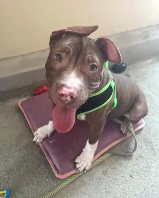 Macaroni (puppy)