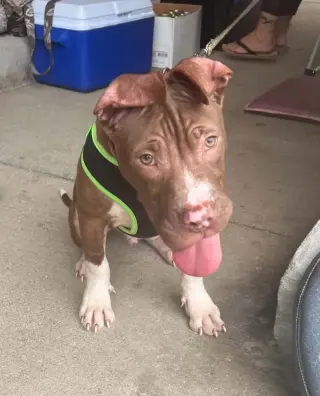 Macaroni (puppy)