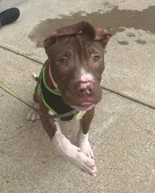 Macaroni (puppy)