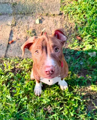Macaroni (puppy)