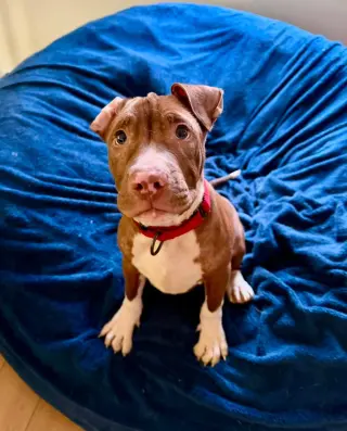 Macaroni (puppy)