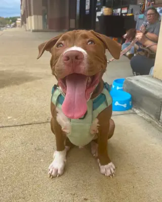 Casserole (puppy)