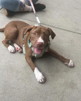Casserole (puppy)