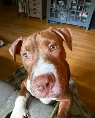 Casserole (puppy)