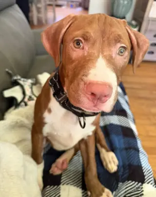 Casserole (puppy)