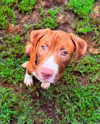 Casserole (puppy)