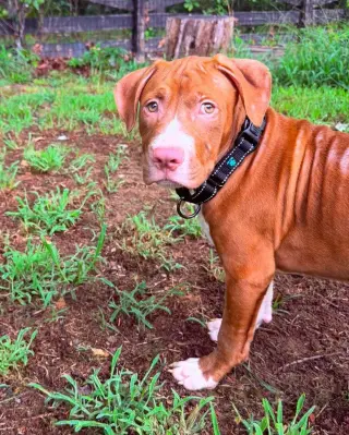 Casserole (puppy)