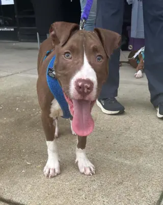Butter Bean (puppy)