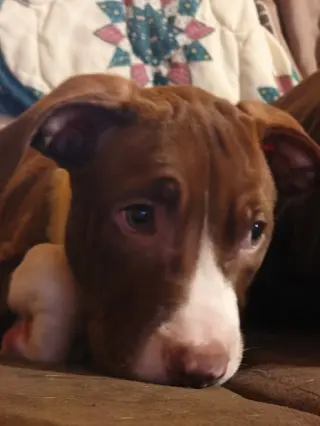 Butter Bean (puppy)