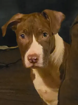 Butter Bean (puppy)