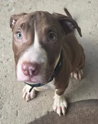 Butter Bean (puppy)