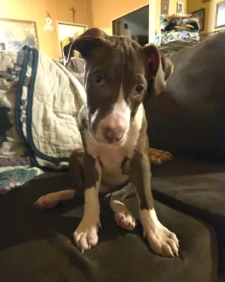 Butter Bean (puppy)