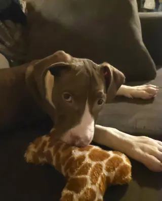 Butter Bean (puppy)