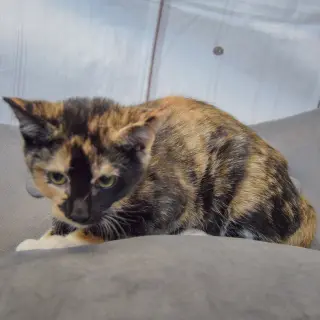 Minnie