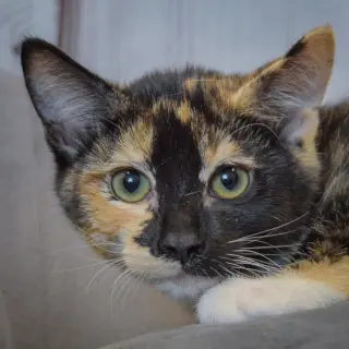 Minnie