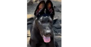 Alastor