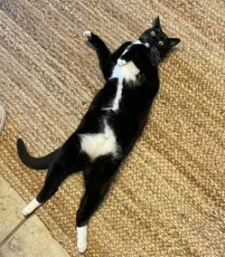 Goose (Courtesy)
