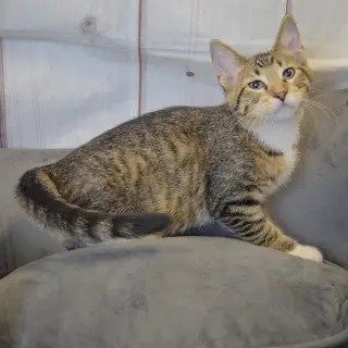 Derpy