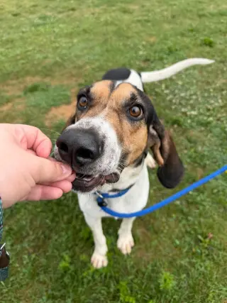 Boone