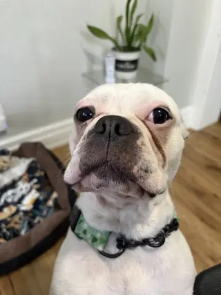 Diesel