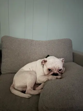 Diesel