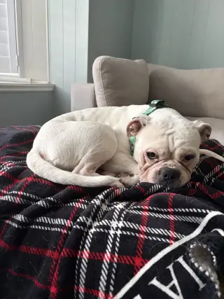 Diesel
