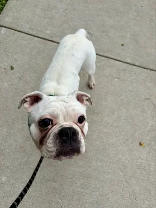 Diesel