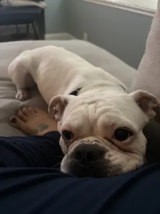 Diesel