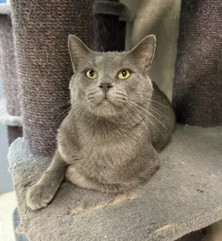 Koopa