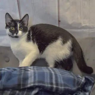 Nick