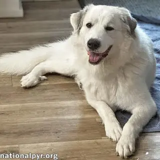 Mellow in OH - Loves To Cuddle!