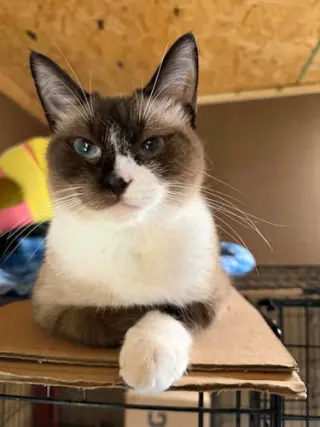 Catpuccino