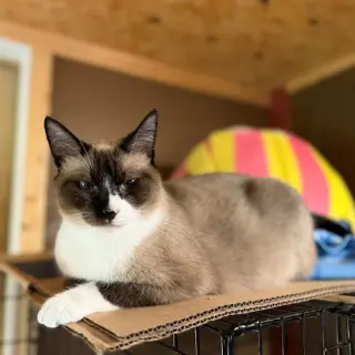 Catpuccino
